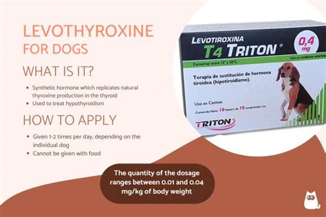 Dog Hypothyroidism Levothyroxine