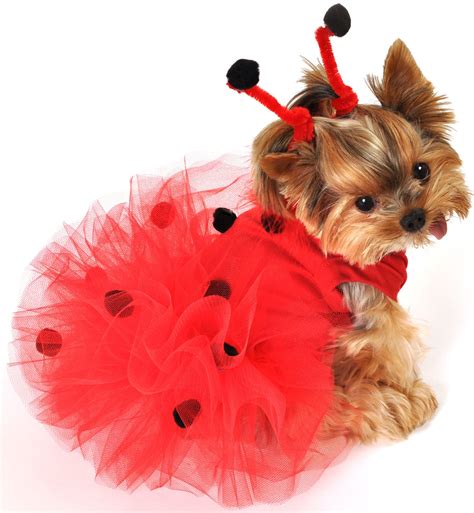 dog in a costume