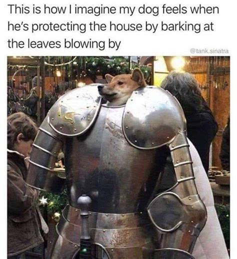 Dog In Armor Meme