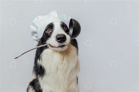 Dog In Chef Hat