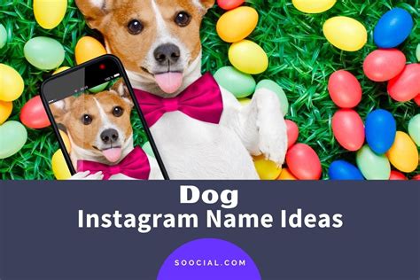 Dog Instagram Name
