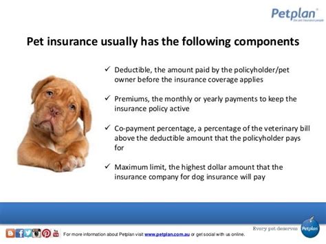 dog insurance quotes go compare