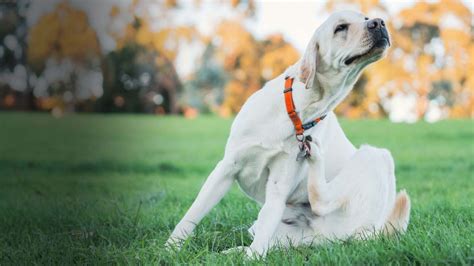 Dog Itching Paws And Face