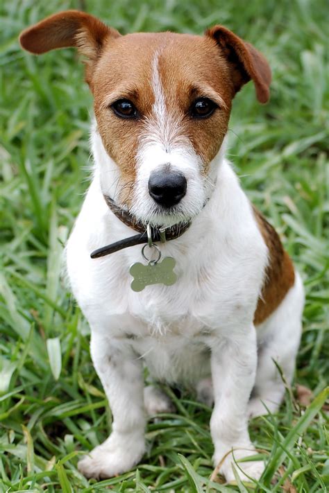 dog jack russell terrier