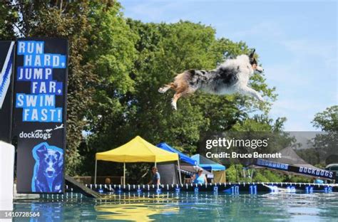 Dog Jump Contest