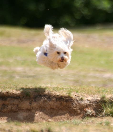 dog jumping in the air