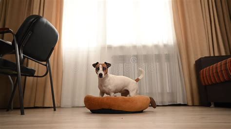 Dog Jumping On Couch