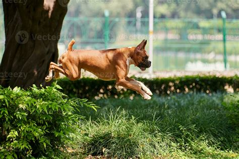 Dog Jumping Pictures