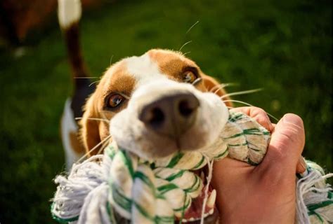 Dog Jumps And Bites When Playing