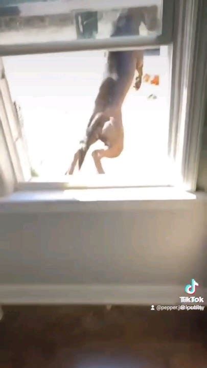 Dog Jumps Out Of Window Scared