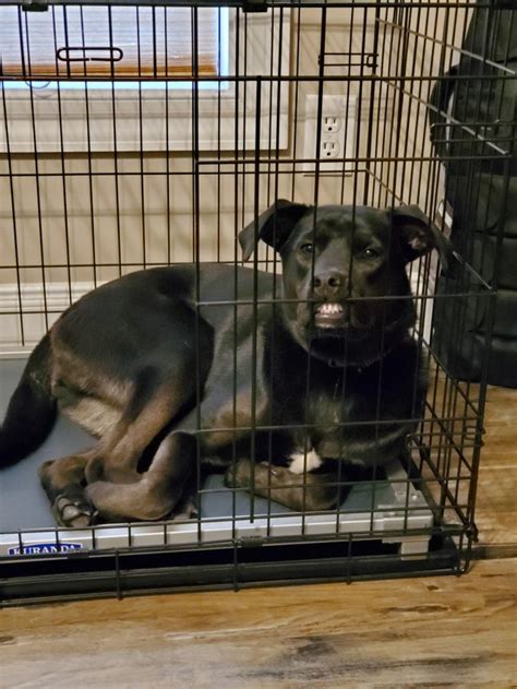 Dog Keeps Biting Crate