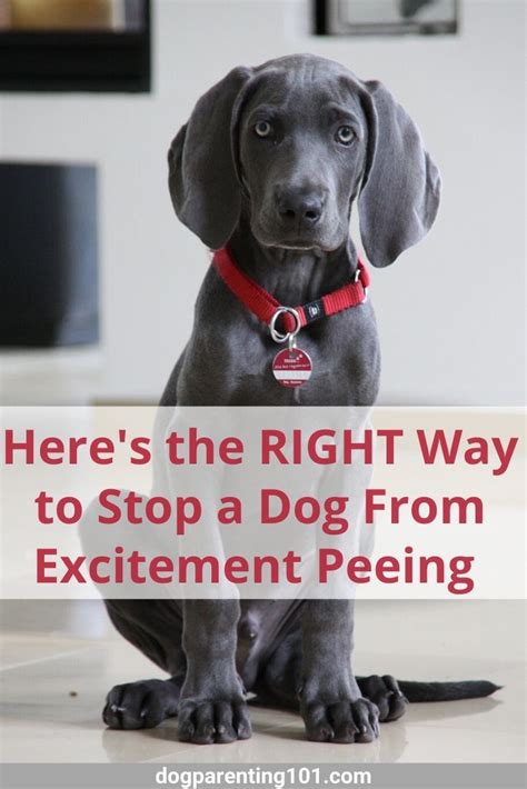 Dog Keeps Dribbling Pee