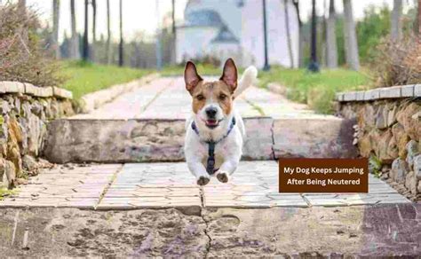 Dog Keeps Jumping At Nothing