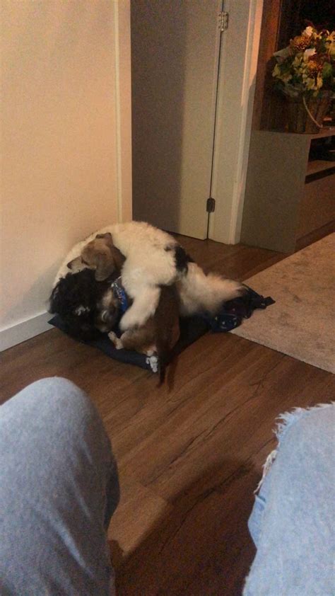 Dog Keeps Jumping On Bed Reddit