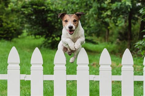 Dog Keeps Jumping On Fence