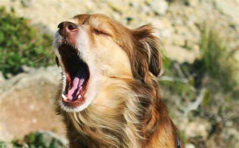 Dog Keeps Making Gagging Sounds