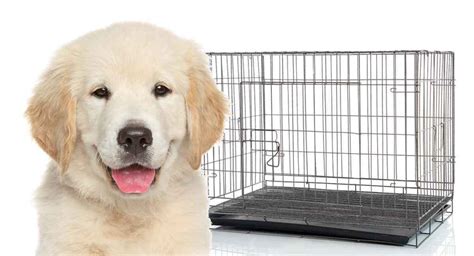 Dog Keeps Peeing In His Crate
