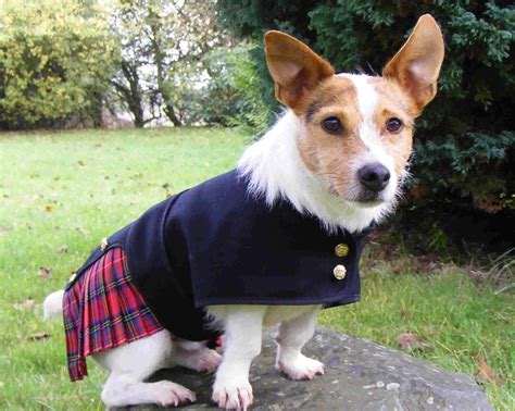 Dog Kilt Pattern
