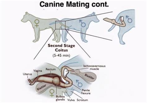 dog knots in female dogs