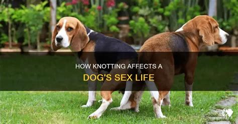 dog knotting