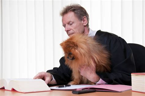 dog lawyer