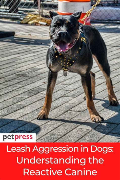 Dog Leash Aggression Reddit