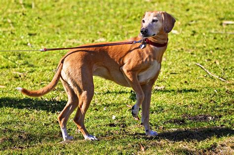 Dog Leash Law In Pa