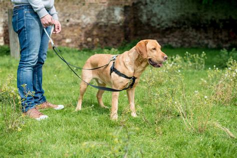 Dog Leash Training