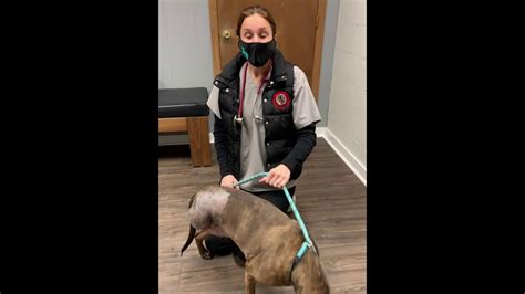 Dog Leg Out Of Socket