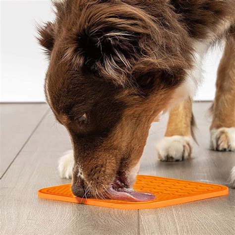 Dog Licked Brillo Pad