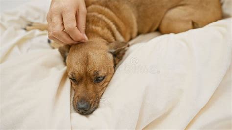 Dog Licking Bedspread
