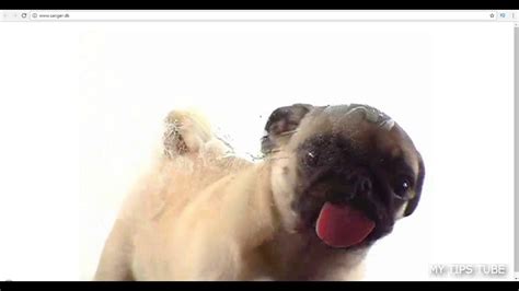 Dog Licking Screen Wallpaper Engine