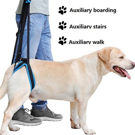Dog Lifting Back Legs When Walking