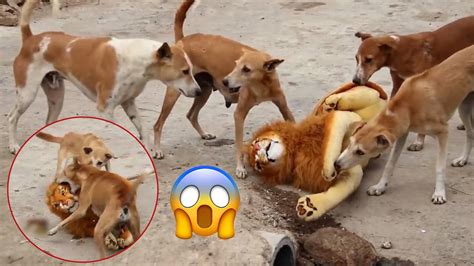 Dog Lion Prank