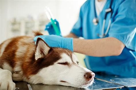 Dog Local Anesthesia