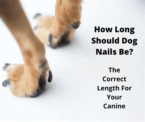 Dog Long Nails Limping