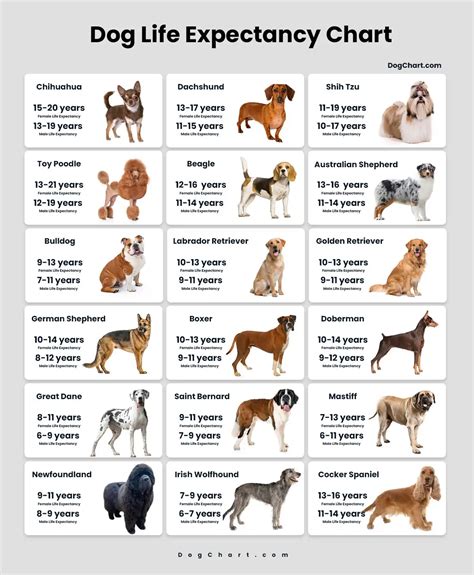 Dog Longevity Chart