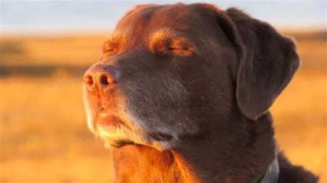 Dog Looking Into Sunset Meme