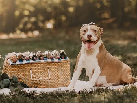 dog maternity photos pitbull