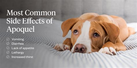 Dog Medication Apoquel Side Effects