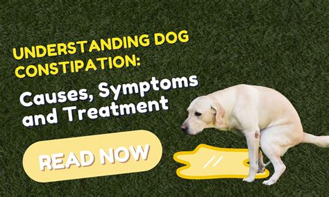 Dog Medication Constipation