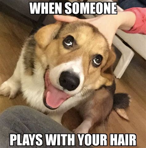 Hilarious Dog Memes You'll Laugh at Every Time Reader's Digest