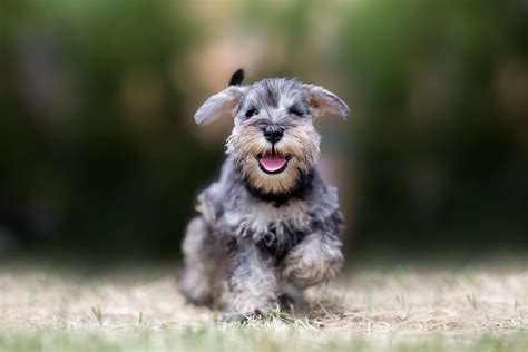 Dog Mini Schnauzer