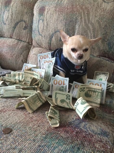 dog money meme generator