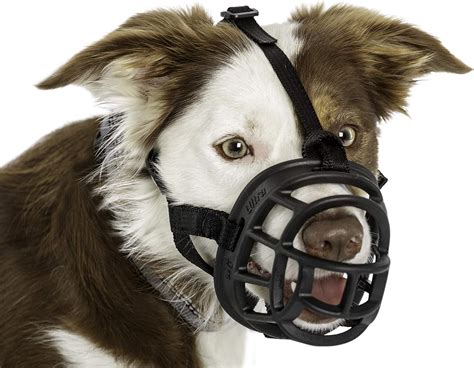 Dog Muzzle Definition