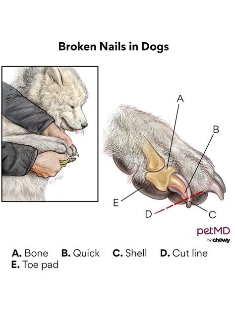 Dog Nail Split In Half Horizontally
