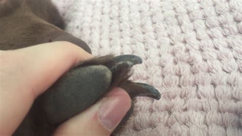 Dog Nail Split Treatment