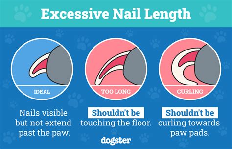 Dog Nail Very Long