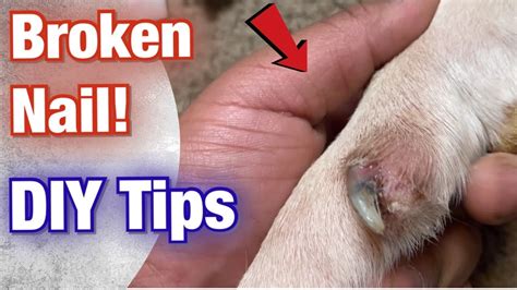 Stop Dog's Nail Bleeding