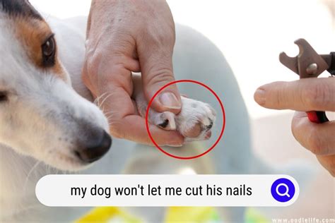 Dog Nails Cut Funny